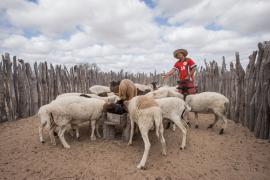 Pró-Semiárido  (12).jpeg