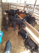 WhatsApp Image 2020-02-13 at 16.51.21 (1).jpeg