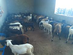 WhatsApp Image 2020-02-13 at 16.51.24 (3).jpeg