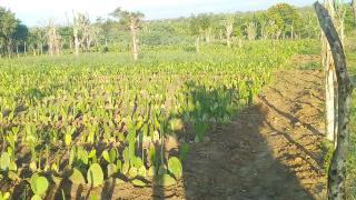 WhatsApp Image 2020-02-17 at 17.00.15.jpeg