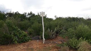 caatinga (2).jpg