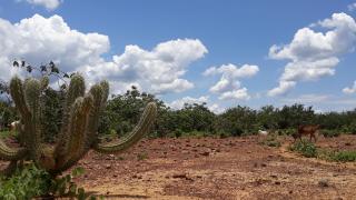 caatinga (4).jpg