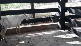 Centro de Reproducao - Andorinha (1).jpg