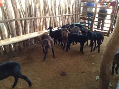 WhatsApp Image 2020-03-04 at 12.59.59 (2).jpeg