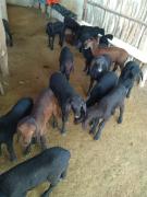 WhatsApp Image 2020-03-04 at 12.59.59.jpeg