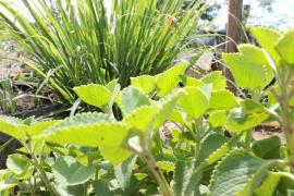 WhatsApp Image 2020-03-27 at 17.09.59 (1).jpeg