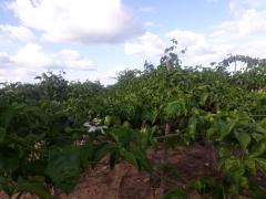 WhatsApp Image 2020-04-29 at 16.13.16.jpeg