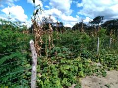 WhatsApp Image 2020-05-14 at 13.52.11.jpeg