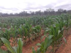 ensaio-lagoadoBoi (1).jpeg