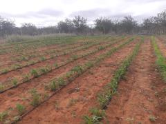 ensaio-lagoadoBoi (2).jpeg