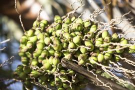 Licuri - cópia.jpg