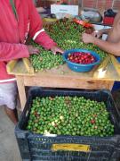 WhatsApp Image 2020-07-16 at 15.24.46.jpeg