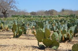 WhatsApp Image 2020-08-06 at 14.25.25 (2).jpeg