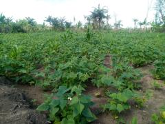 WhatsApp Image 2020-08-10 at 14.15.05.jpeg