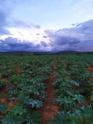 WhatsApp Image 2020-09-09 at 17.44.33.jpeg