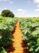 WhatsApp Image 2020-09-09 at 17.44.34.jpeg