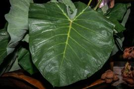 WhatsApp Image 2020-10-02 at 16.17.02.jpeg