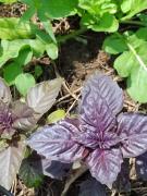 Visita Comunidade Coqueiro-13out2020D.jpeg