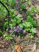 Visita Comunidade Coqueiro-13out2020F.jpeg