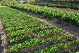 WhatsApp Image 2021-01-19 at 18.27.08.jpeg