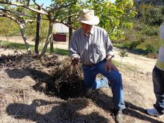 Cobertura do solo permanente - área de fruticultura coberta.jpeg