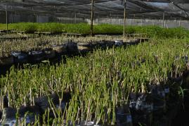 Foto Mariana Ferreira - ASCOM Biofábrica da Bahia.JPG