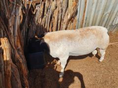 WhatsApp Image 2021-04-07 at 16.05.55 (2).jpeg