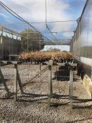 WhatsApp Image 2021-05-18 at 17.46.58.jpeg