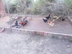 WhatsApp Image 2021-05-20 at 16.01.59.jpeg