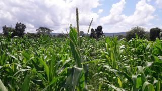 WhatsApp Image 2021-05-24 at 17.51.09.jpeg