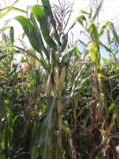 WhatsApp Image 2021-05-24 at 17.51.10 (2).jpeg