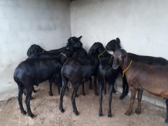 WhatsApp Image 2021-06-01 at 15.23.26 (1).jpeg