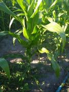 WhatsApp Image 2021-06-02 at 17.39.31 (1).jpeg