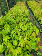 WhatsApp Image 2021-06-02 at 17.44.14.jpeg