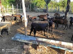 WhatsApp Image 2021-06-15 at 11.11.02.jpeg