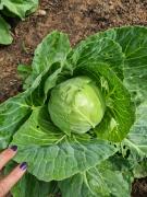 WhatsApp Image 2021-06-28 at 17.05.29.jpeg