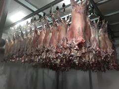 Lote-caprinosovinos-Central-Prosemiarido (1).jpeg