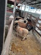 Lote-caprinosovinos-Central-Prosemiarido (4).jpeg