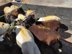 Lote-caprinosovinos-Central-Prosemiarido (6).jpeg