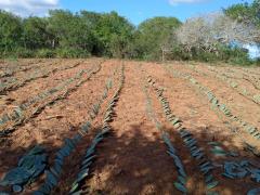 WhatsApp Image 2021-07-30 at 14.46.38.jpeg