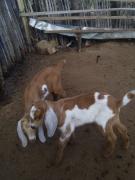 WhatsApp Image 2021-08-13 at 15.19.36.jpeg