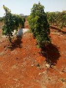 WhatsApp Image 2021-09-14 at 18.05.48.jpeg