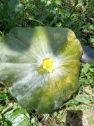 WhatsApp Image 2021-09-15 at 4.43.41 PM.jpeg