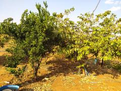 WhatsApp Image 2021-09-24 at 17.52.01.jpeg