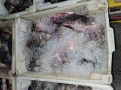 WhatsApp Image 2022-04-15 at 09.10.51.jpeg