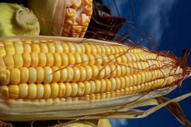 WhatsApp Image 2023-05-24 at 09.52.22.jpeg