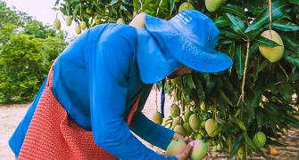 manga agricultor 2.jpg