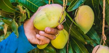 manga agricultor.jpg