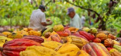 Matéria cacau-03.jpg