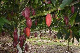 Matéria cacau-04.jpg